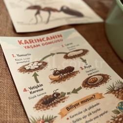 Karıncaların Yaşam Döngüsü