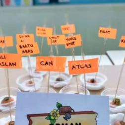 Havuç Çimlendirme Etkinliği