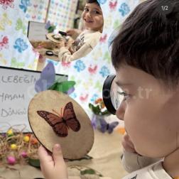 Kelebeklerin Yaşam Döngüsü