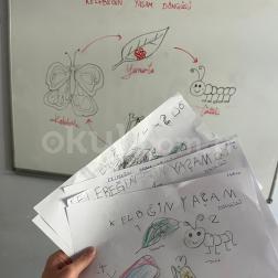 🦋 Kelebeğin Yaşam Döngüsü 🌿