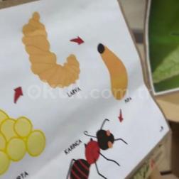 Karıncanın Yaşam Döngüsünü Keşfediyoruz 🐜