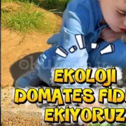 Ekoloji Dersinde Domates Dikimi