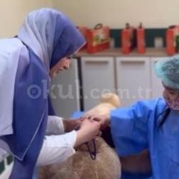 Minik Doktorlar İş Başında: Sevimli Ayıcığın İyileşme Hikayesi!