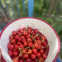 Kirazlar Bahçeden 🍒