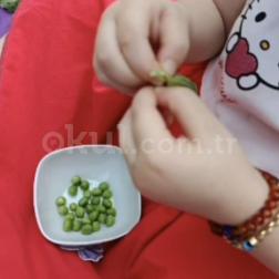 🌿 Minik Eller İş Başında: Bezelye Ayıklama Atölyesi 💚