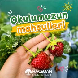 🍓 Okulumuzun Mahsuller