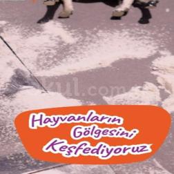 🔦 Hayvanların Gölgesini Keşfediyoruz