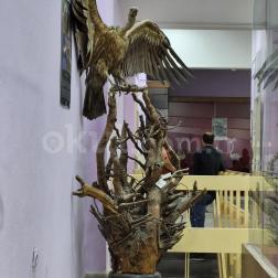 Yaz Okulu Doğa Tarihi Müzesi Gezisi