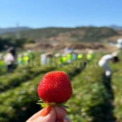 🍓 Çilek Tarlası Gezimiz