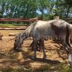 Yaz okulumuzda “At Biniciliği” maceramızın ilk adımını attık! 🐎✨