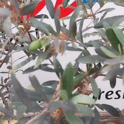 Zeytin Ağacımızdan Gelen Mutluluk 🌿