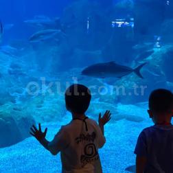 🌊 Su Altı Dünyasını Keşfediyoruz! 🐠 İSTANBUL AKVARYUM GEZİMİZDEN