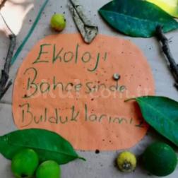 🌿 Ekoloji Bahçesinde Bulduklarımız 🐞🍃