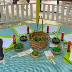 Montessori Etkinlik Saatimizde Bezelye Ayıklıyoruz! 🌱👐