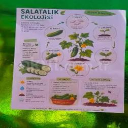 🥒 Lalin’de Ekoloji: Salatalığı Keşfediyoruz! 🌱🔍
