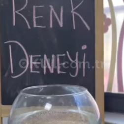 🌈 Renkler Deneyi! 🎨🔬