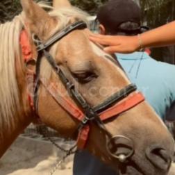 🐎 Doğayla İç İçe, Eğlence Dolu Bir Gün! 🌿✨