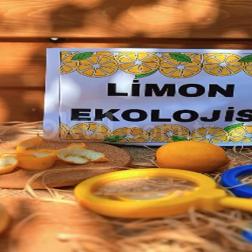 Bugünkü etkinliğimizde limonu yakından tanıdık.