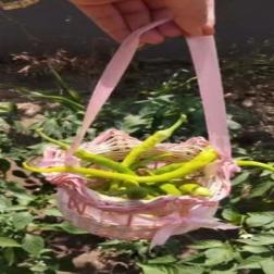 🌶 Minik Bahçıvanlar İş Başında!