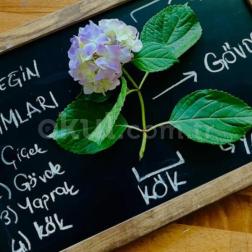 Çiçeğin Kısımlarını Öğreniyoruz! 🌱