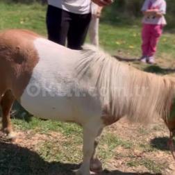 🐴🌿 Atlarla Tanıştık!