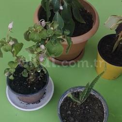 ÇÎÇEĞÎMÎ SULARIM🌸