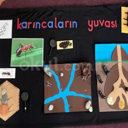 🐜 Karıncaların Yuvasını Keşfediyoruz! 🌿