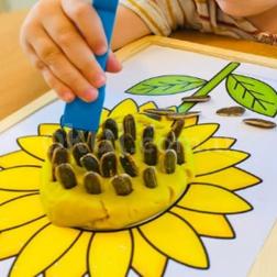 🌻 Cımbızlarla Çekirdek Toplama Etkinliğimiz 🌻