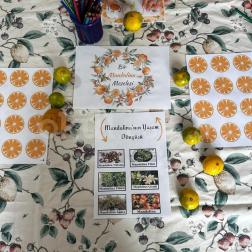 Bir Mandalina Meselesi: Doğanın Mucizesini Keşfediyoruz!