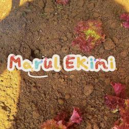 Topraktan Sofraya: Minik Ellerin Marul Hasadı ve Büyüme Serüveni 🌱