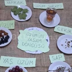 🍇 Üzümün Yaşam Döngüsünü Keşfediyoruz!