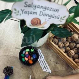 🍃 Minik Araştırmacılar Salyangozun Yaşam Döngüsünü Keşfediyor! 🐌🔍