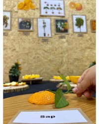 Portakalın Yaşam Döngüsü