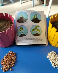 Tohumun Yolculuğu 1