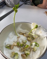 BİR MEYVE NASIL OLUŞUR?