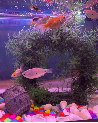 Akvaryum Canlılarını Tanıyoruz