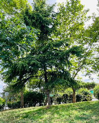 Sınıflarımız Gökyüzüne Açılıyor