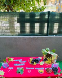 EKOLOJİ ÇALIŞMASINDA BU HAFTA ÜZÜMÜN DÖNGÜSÜNÜ VE KISIMLARINI ÖĞRENİYORUZ