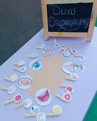 DİKKAT VE GÖRSEL ALGI (KONUMUZ DUYU ORGANLARI)