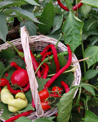 Doğanın Renkleri: Bahçemizden Taze Sebzeler!