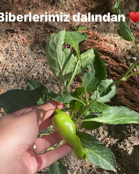 Organik Beslenme ile Sağlıklı Alışkanlıklar