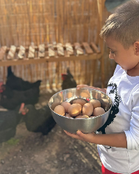 Bahçemizdeki Tavuklarımızdan Organik Yumurtalar