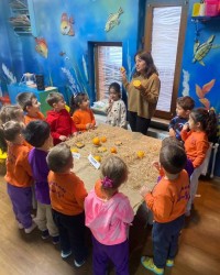 Portakalın Yaşam Döngüsü