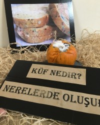 GEMS ÇALIŞMASI( KÜF NEDİR? NASIL OLUŞUR? )