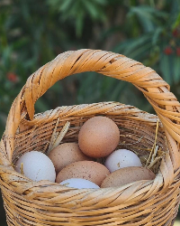 Yumurtalarımız Okulumuzun Kümesinden