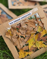 İlk Orman Çerçevem