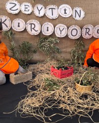 Zeytin Kırıyoruz