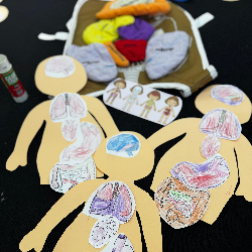 Sindirim Sistemi Nasıl Çalışır ?