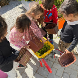 Okulumuzun Bostanından Sebzelerimizi Topladık