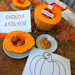 Bal Kabağının Doğadaki Yolculuğu:Tohumdan Sofraya